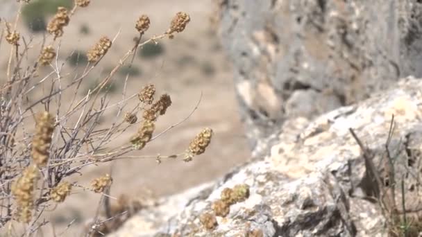 Distels aan kant van Cliff in Israël — Stockvideo