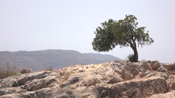 Ensamt träd ovanpå torrt berg i Israel — Stockvideo