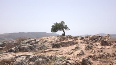 Çöl ağaç çöl arazi İsrail ufukta