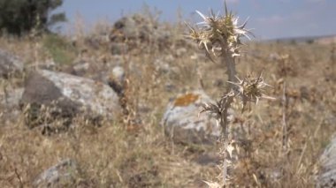İsrail kayalık alanda yalnız Thistle 