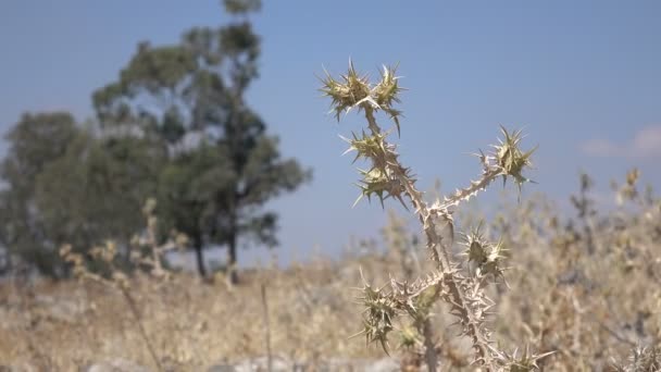 Цветение чертополоха на ветру в Барреновском поле — стоковое видео