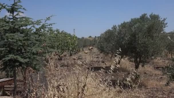 Zooming in on Row of Olive Trees in Israel — Stock Video