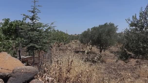 Alacsony, szög, kilátás a fák Olive Grove — Stock videók