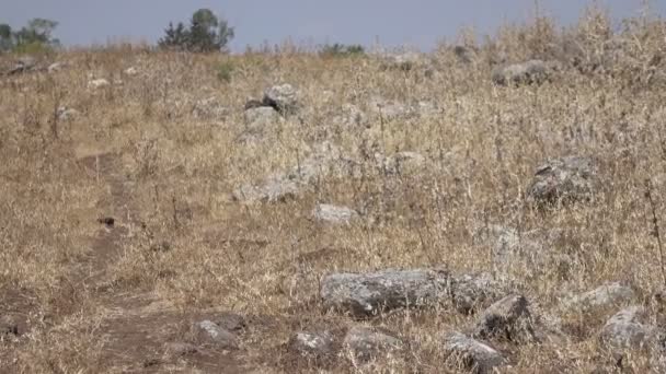 Rocks strödda i fält i Israel — Stockvideo