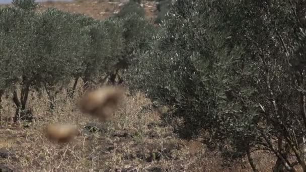 Thistle Out of Focus Olive Tree in Background — Stock Video