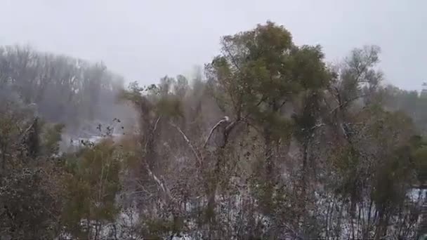 Snow Falling Trees Missouri River Charles Missouri — Stock Video