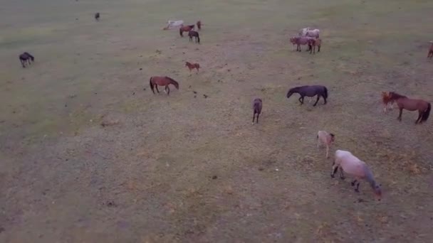 Caballos desde una perspectiva — Vídeos de Stock