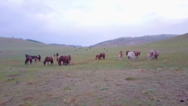 Horses from aerial view — Stok Video