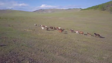 Atlar havadan görünümü