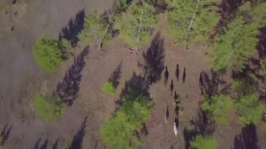 Atlar havadan görünümü