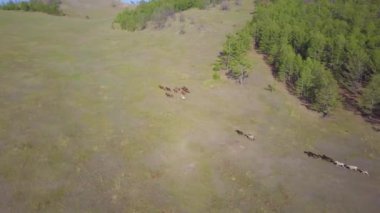 Atlar havadan görünümü