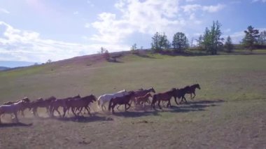 Atlar havadan görünümü