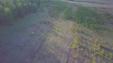 Atlar havadan görünümü