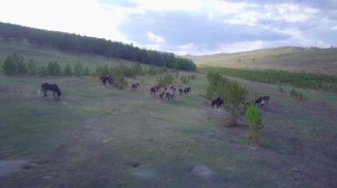 Atlar havadan görünümü