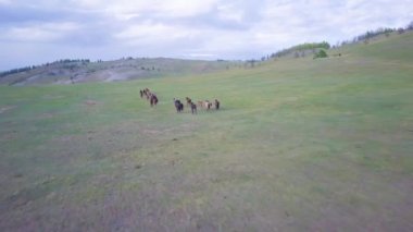 Atlar havadan görünümü