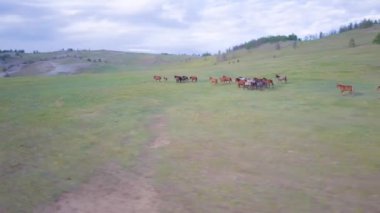 Atlar havadan görünümü