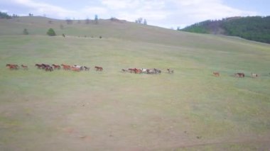 Atlar havadan görünümü