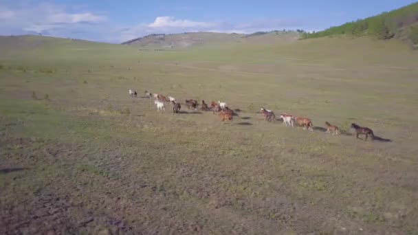 Chevaux de vue aérienne