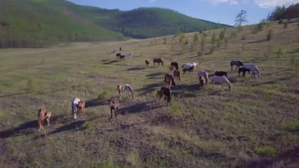 Cavalos de vista aérea — Vídeo de Stock