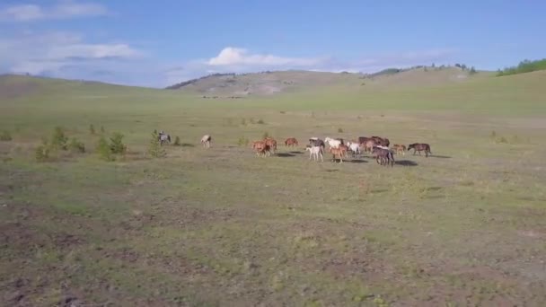 Chevaux de vue aérienne