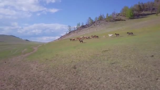 Koně z leteckého pohledu — Stock video