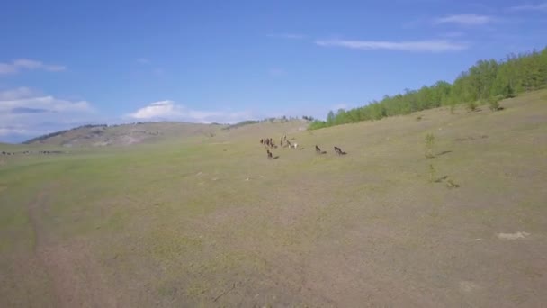 Caballos desde una perspectiva — Vídeos de Stock