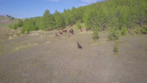 Caballos desde una perspectiva — Vídeos de Stock