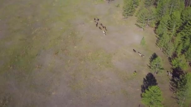 Horses from aerial view — Stok Video