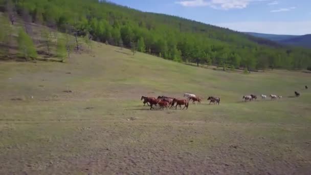 Koně z leteckého pohledu — Stock video