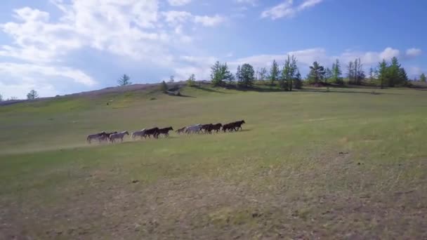 Chevaux de vue aérienne — Video