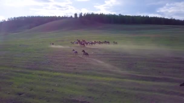 Koně z leteckého pohledu — Stock video