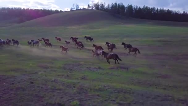 马从鸟瞰图 — 图库视频影像