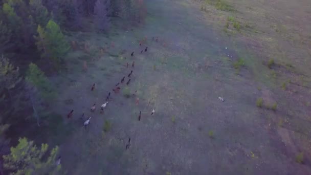Horses from aerial view — Stok Video