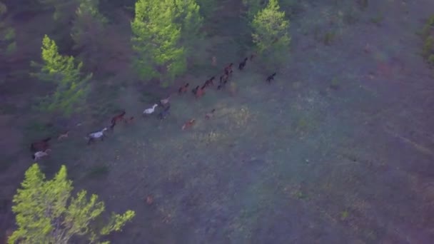 Horses from aerial view — Stock Video