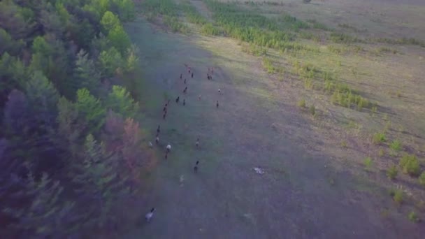 Horses from aerial view — Stok Video