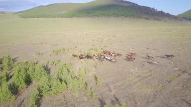 Koně z leteckého pohledu — Stock video