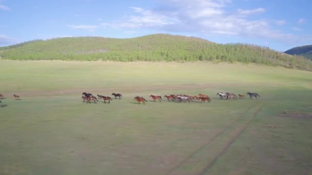 Cavalos de vista aérea — Vídeo de Stock