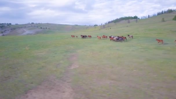 Cavalos de vista aérea — Vídeo de Stock