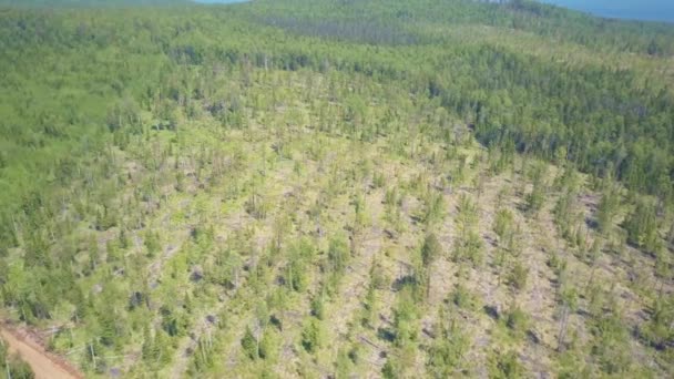 Logboekregistratie van luchtfoto, Siberische woud. — Stockvideo