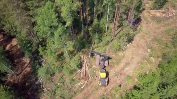 Naplózás a légi felvétel, a szibériai erdő. — Stock videók