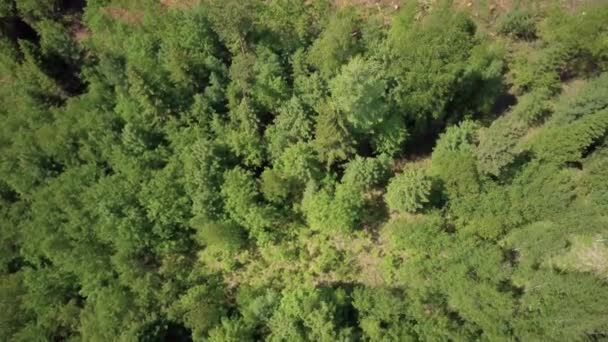 Logboekregistratie van luchtfoto, Siberische woud. — Stockvideo