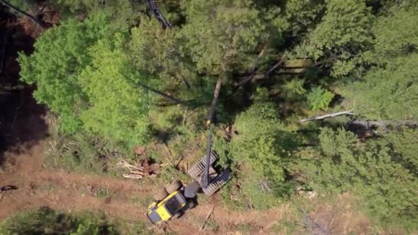 Registrazione da vista aerea, foresta siberiana . — Video Stock