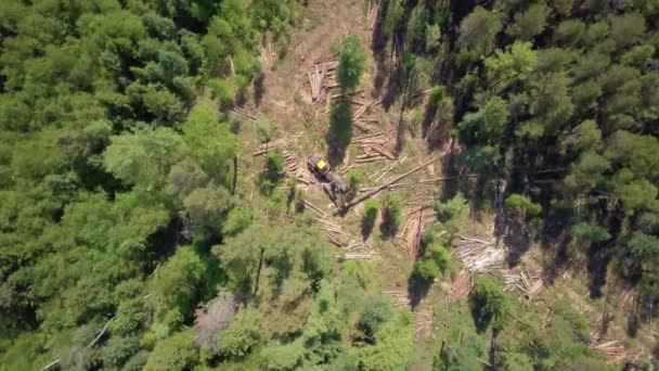 Exploitation forestière depuis la vue aérienne, forêt sibérienne . — Video