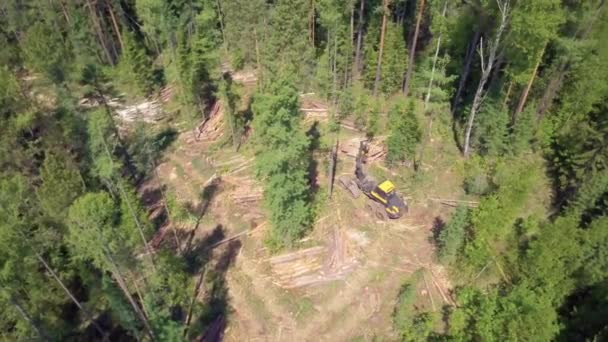 Logboekregistratie van luchtfoto, Siberische woud. — Stockvideo