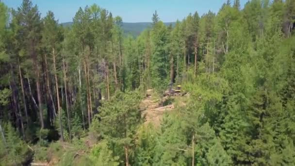 Logging from aerial view, hutan Siberia . — Stok Video