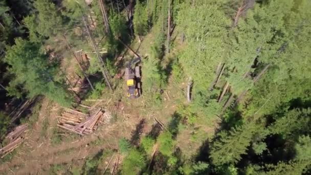 Naplózás a légi felvétel, a szibériai erdő. — Stock videók