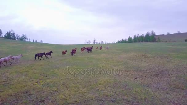 Prores Horses Från Flygfoto Landskap — Stockvideo