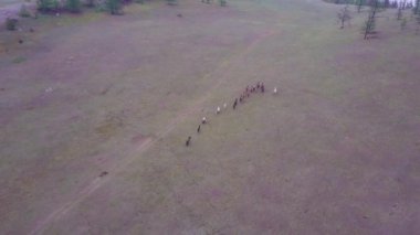 Prores.Horses havadan görünümden. Manzara.