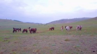 Prores.Horses havadan görünümden. Manzara.