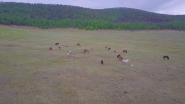 Prores.Horses havadan görünümden. Manzara.